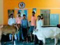 जनावरांना घेऊन पालिकेत धडक - Marathi News | The cattle rushed into the cattle | Latest chandrapur News at Lokmat.com