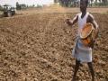 अडीच लाख हेक्टरवर दुबार पेरणी - Marathi News | Sowing double sowing on 2.5 lakh hectares | Latest buldhana News at Lokmat.com