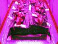 अंतराळात ३३ दिवसांत उगवली भाजी - Marathi News | Vegetable rose in 33 days in space | Latest international News at Lokmat.com