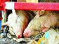 पनवेलला स्वाइन फ्लूचा धोका - Marathi News | Panvel swine flu threat | Latest mumbai News at Lokmat.com