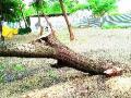 साधुग्राममध्ये वृक्षाची कत्तल - Marathi News | Slaughter of tree in Sadhugram | Latest nashik News at Lokmat.com