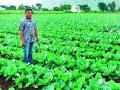 वातावरणातील बदलामुळे कोबी पिकाला धोका - Marathi News | Cabbage crop risk due to climate change | Latest nashik News at Lokmat.com