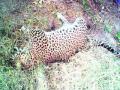 बिबट मृतावस्थेत आढळला; शिकार की विषबाधा? - Marathi News | The leopard was found dead; Hunting poisoning? | Latest akola News at Lokmat.com