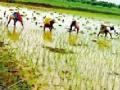 पावसाअभावी पिकांची रोवणी खोळंबली - Marathi News | Intersection of crops due to lack of rain | Latest chandrapur News at Lokmat.com