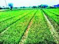 कांद्याची रोपे करपली - Marathi News | Turn onion seedlings | Latest nashik News at Lokmat.com