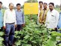 सोयाबीनवर चक्रीभुंगा व खोडमाशी - Marathi News | Soybean and tropical clay | Latest yavatmal News at Lokmat.com