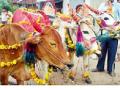 बैल कमी झाले तरी महत्त्व कायम - Marathi News | Due to lack of bull, | Latest gondia News at Lokmat.com