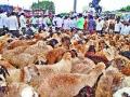 सटाण्यात रस्त्यावर शेळ्या-मेंढ्या - Marathi News | Goats and sheep on the road in the street | Latest nashik News at Lokmat.com