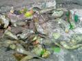 वीज पडून शेकडो पोपट ठार - Marathi News | Electricity killed hundreds of parrots | Latest yavatmal News at Lokmat.com