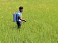 धानाच्या रोपांवर विविध रोगांचा प्रादुर्भाव - Marathi News | Due to various diseases of rice seedlings | Latest gondia News at Lokmat.com