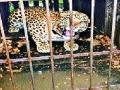 बिबट्याप्रवण क्षेत्राबाबत उपाययोजनांचा आराखडा - Marathi News | Plan of Measures for Leopard Area | Latest pune News at Lokmat.com