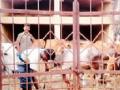 कतलीसाठी जाणाऱ्या ३९ जनावरांची सुटका - Marathi News | 39 rescued slaughtered animals | Latest gadchiroli News at Lokmat.com