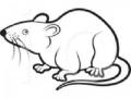उंदरांमुळे रेस्टॉरंटवर कुऱ्हाड - Marathi News | Kurund to the Restaurant due to the rats | Latest international News at Lokmat.com