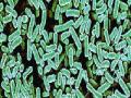 जिवाणू रोखू शकतात अस्थमा - Marathi News | Bacteria can prevent asthma | Latest international News at Lokmat.com