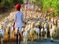 भटकंतीचे जीवन जगणाऱ्या मेंढपाळांकडे शासनाचे दुर्लक्ष - Marathi News | Regarding neglect of government, the shepherds living in wanderings | Latest national News at Lokmat.com