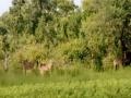 किनगावजट्ट परिसरात हरिण, रोहीचा हैदोस - Marathi News | Stag in the Kinnagenjut area, Rohi's Haidos | Latest buldhana News at Lokmat.com