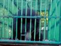 दुर्गापूर वसाहतीत अस्वलीला पकडले - Marathi News | The bear was caught in Durgapur colony | Latest chandrapur News at Lokmat.com