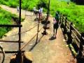 धोकादायक पुलावरून वाहतूक - Marathi News | Traffic from dangerous bridge | Latest raigad News at Lokmat.com