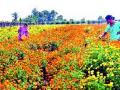 कसबे सुकेणेला बहरल्या झेंडूच्या बागा - Marathi News | The marigold marigold garden is beautiful | Latest nashik News at Lokmat.com