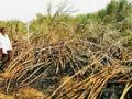 सवना येथे तीन एकरातील ऊस जळाला - Marathi News | Burning of three acres of sugarcane at Savana | Latest yavatmal News at Lokmat.com