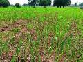 सुपे परिसरात पिके करपली - Marathi News | Crops in the dry fields | Latest pune News at Lokmat.com