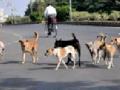 शहरातील मोकाट कुत्र्यांच्या नसबंदीला ‘ब्रेक’ - Marathi News | 'Break' for sterilization of dogs in the city | Latest amravati News at Lokmat.com