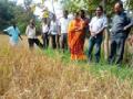 धान पीक रोगराईने नष्ट - Marathi News | Paddy crop destroyed by pandemic | Latest gondia News at Lokmat.com