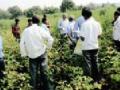 ग्रामस्थांनी जाणून घेतले सघन कापूस लागवडीचे तंत्रज्ञान - Marathi News | The villages learn intensive cotton cultivation technology | Latest vardha News at Lokmat.com