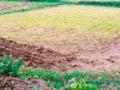 सिंचनाअभावी रबी हंगाम धोक्यात - Marathi News | Rabi season risk due to irrigation | Latest chandrapur News at Lokmat.com