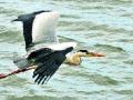 चाहूल थंडीची : विदेशी स्थलांतरित पक्ष्यांचेही दर्शन - Marathi News | Cold winter: Visiting foreign migratory birds | Latest nashik News at Lokmat.com