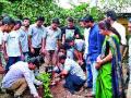 ५५ बहुगुणी औषधी प्रजातींची लागवड - Marathi News | 55 Planting of multi-purpose medicinal plants | Latest nashik News at Lokmat.com