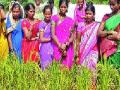 गादीवाफ्यांच्या साह्याने भातशेती फायद्याची - Marathi News | Paddy cultivation benefits with the help of Gadchawafis | Latest pune News at Lokmat.com