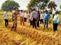 धान पिकाची पाहणी : - Marathi News | Paddy crop survey: | Latest chandrapur News at Lokmat.com