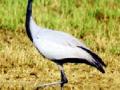 उत्तर आफ्रिकेतील डेमोसियल क्रेन गोंदियात - Marathi News | North African demosial crane Gondiya | Latest gondia News at Lokmat.com
