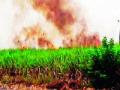 साडेचार एकर उसाला आग - Marathi News | Four acres of sugarcane fire | Latest pune News at Lokmat.com