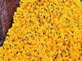दिवाळीमुळे झेंडू फुलला! - Marathi News | Diwali marigold flowers! | Latest pune News at Lokmat.com