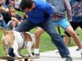 ब्रिटिश बुलडॉगने केला स्केटिंगचा विश्वविक्रम - Marathi News | The British Bulldogne The Skating World Record | Latest jarahatke News at Lokmat.com