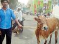 कत्तलखान्यातून गाय व दोन वासरांची सुटका - Marathi News | Cattle and two calves released from slaughter house | Latest chandrapur News at Lokmat.com