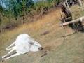 शिकारीसाठी लावलेल्या विद्युत तारांमुळे बैल ठार - Marathi News | The bull is killed due to the electric shield mounted for hunting | Latest chandrapur News at Lokmat.com
