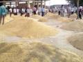 ५.१५ लाख क्विंटल सोयाबीनची खरेदी - Marathi News | 5.15 lakh quintals of soybean purchase | Latest vardha News at Lokmat.com