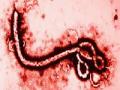 लिबेरियात पुन्हा इबोला, एकाचा मृत्यू - Marathi News | Ebola again died in Liberia, the death of one | Latest international News at Lokmat.com