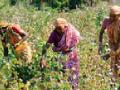 कापूस वेचणीकरिता सापडेना शेतमजूर - Marathi News | Find out if you want to harvest cotton | Latest vardha News at Lokmat.com