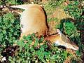 विद्युत झटक्याने नीलगाईचा मृत्यू - Marathi News | Nilgai death by electric shock | Latest chandrapur News at Lokmat.com