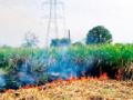 वीज कंपनीच्या दुर्लक्षाने लाखोंचा ऊस खाक - Marathi News | Sugarcane Millions | Latest yavatmal News at Lokmat.com