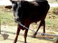 तोंडखुरी, पायखुरीने पशुधन संकटात - Marathi News | Blunt, stupid livestock crisis | Latest bhandara News at Lokmat.com