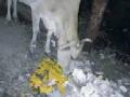 गाईचे दूध अमृत की विष ? - Marathi News | Cows milk nectar poison? | Latest amravati News at Lokmat.com