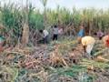 ऊस कापणी : - Marathi News | Sugarcane Harvest: | Latest gadchiroli News at Lokmat.com