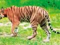 ’त्या’ स्थलांतरित वाघाची वाघामाता मंदिर परिसरात 'साईटिंग' - Marathi News | 'Those' migrating tigers 'dating' in the Waghmata temple area | Latest amravati News at Lokmat.com