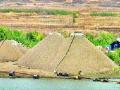 कुंडलिका नदीत रेती उत्खनन सुरू - Marathi News | The excavation of sand in the river Kundalika continues | Latest navi-mumbai News at Lokmat.com