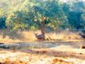 नीलगाई पाणवठ्यावर... - Marathi News | Nilgai waterfall ... | Latest vardha News at Lokmat.com